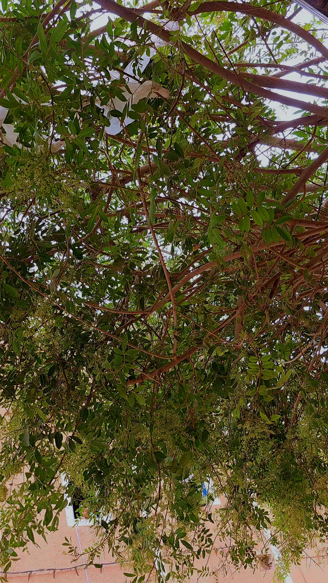 @الجوهرة السوداء
