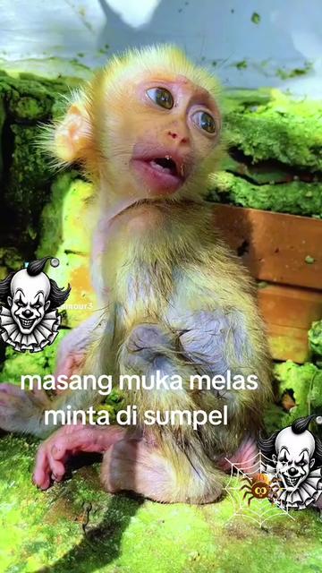 @babah zikri