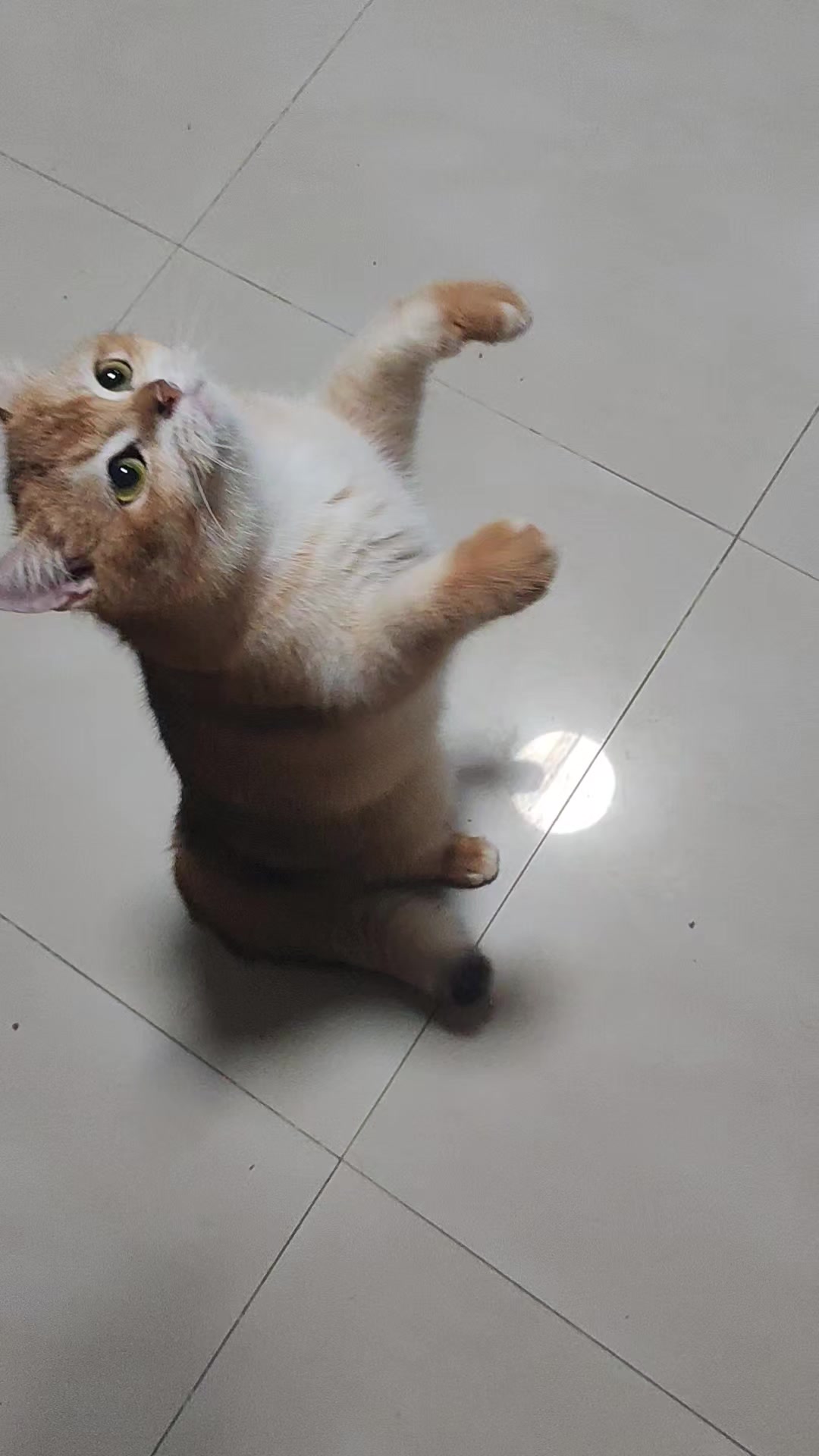@UniqueClaw Cattery