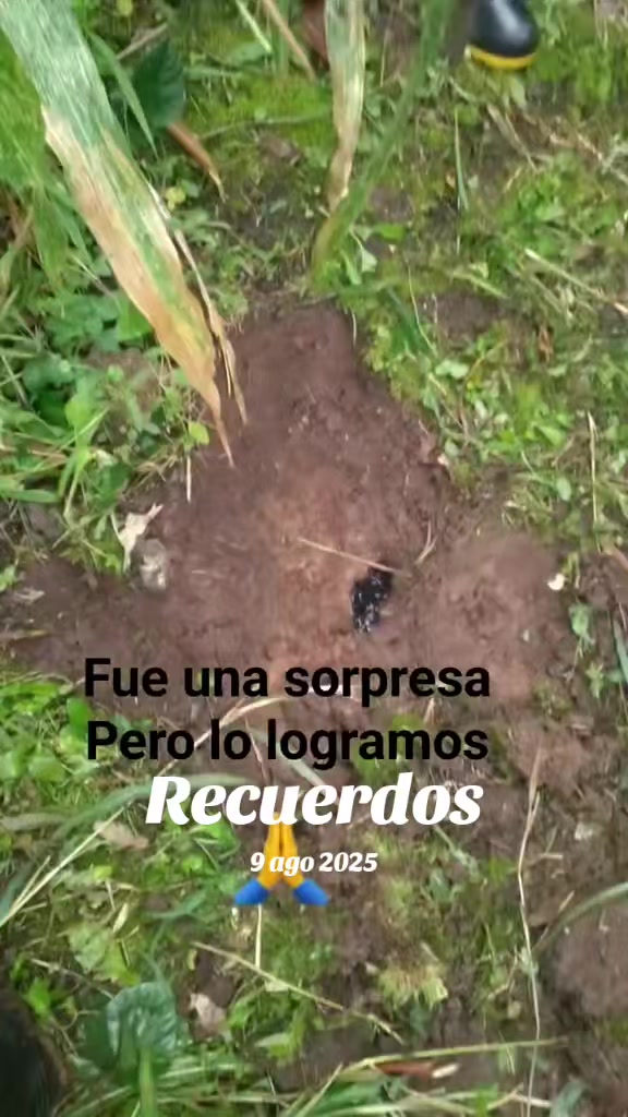 @moisés