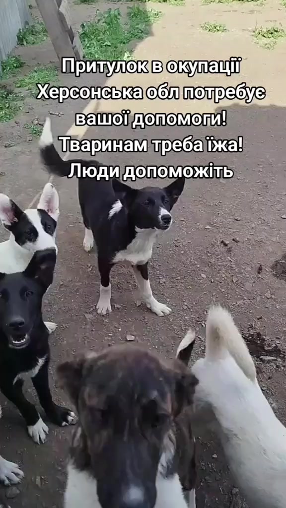@tvarinkidobra
