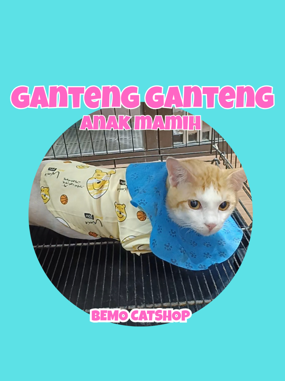 @Bemo Catshop