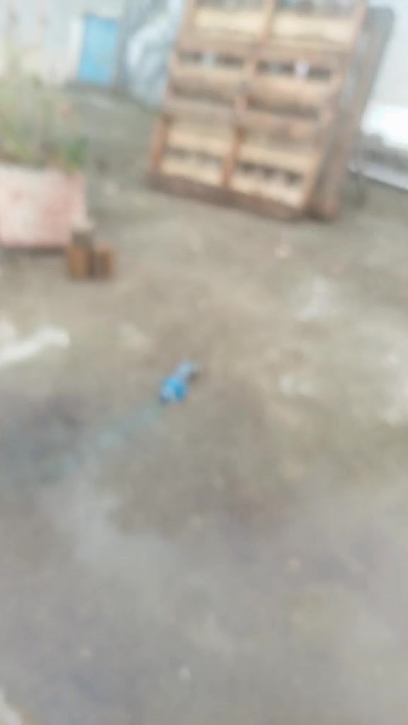 @el perro Uchiha