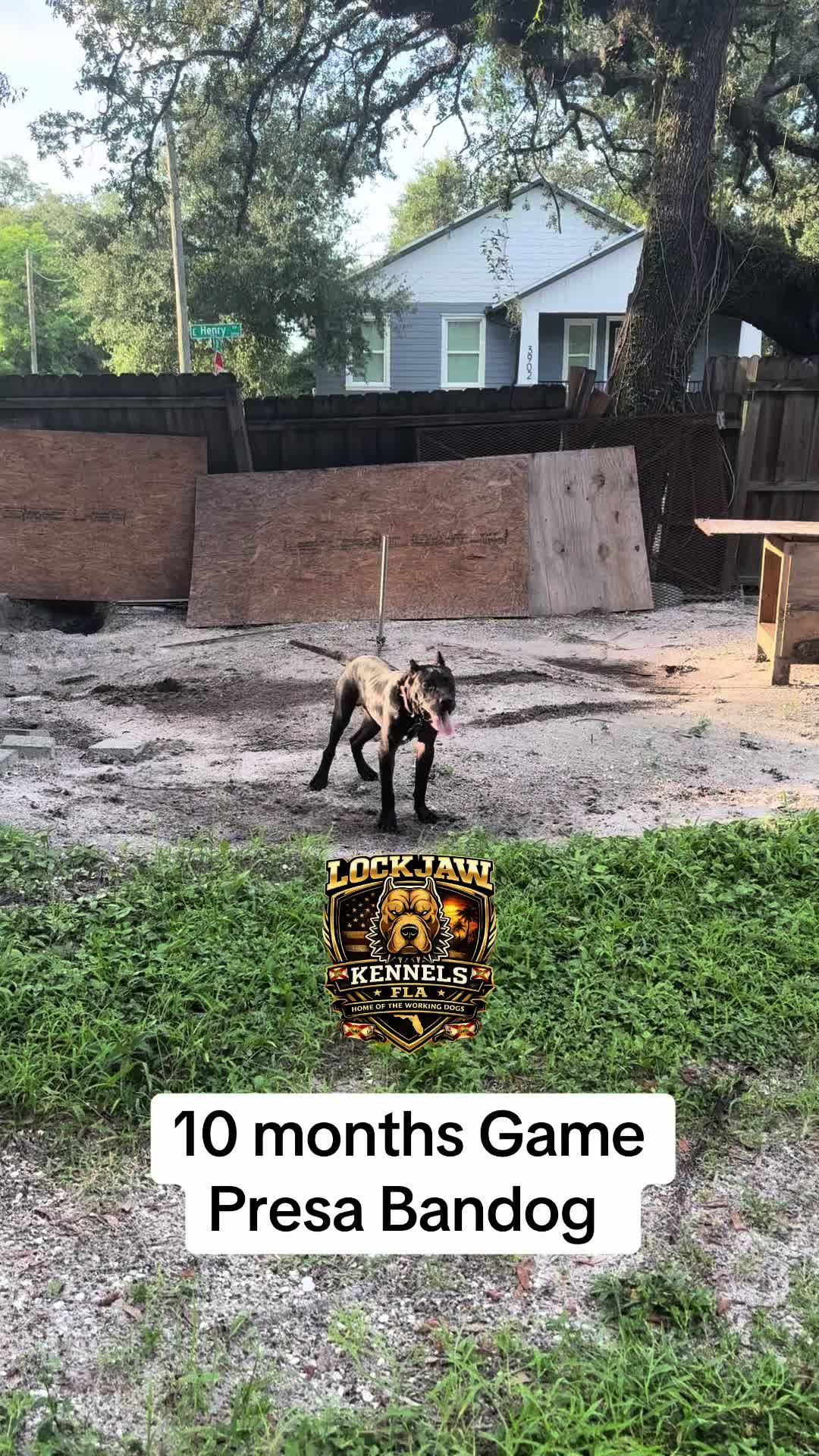 @lockjawkennelfla