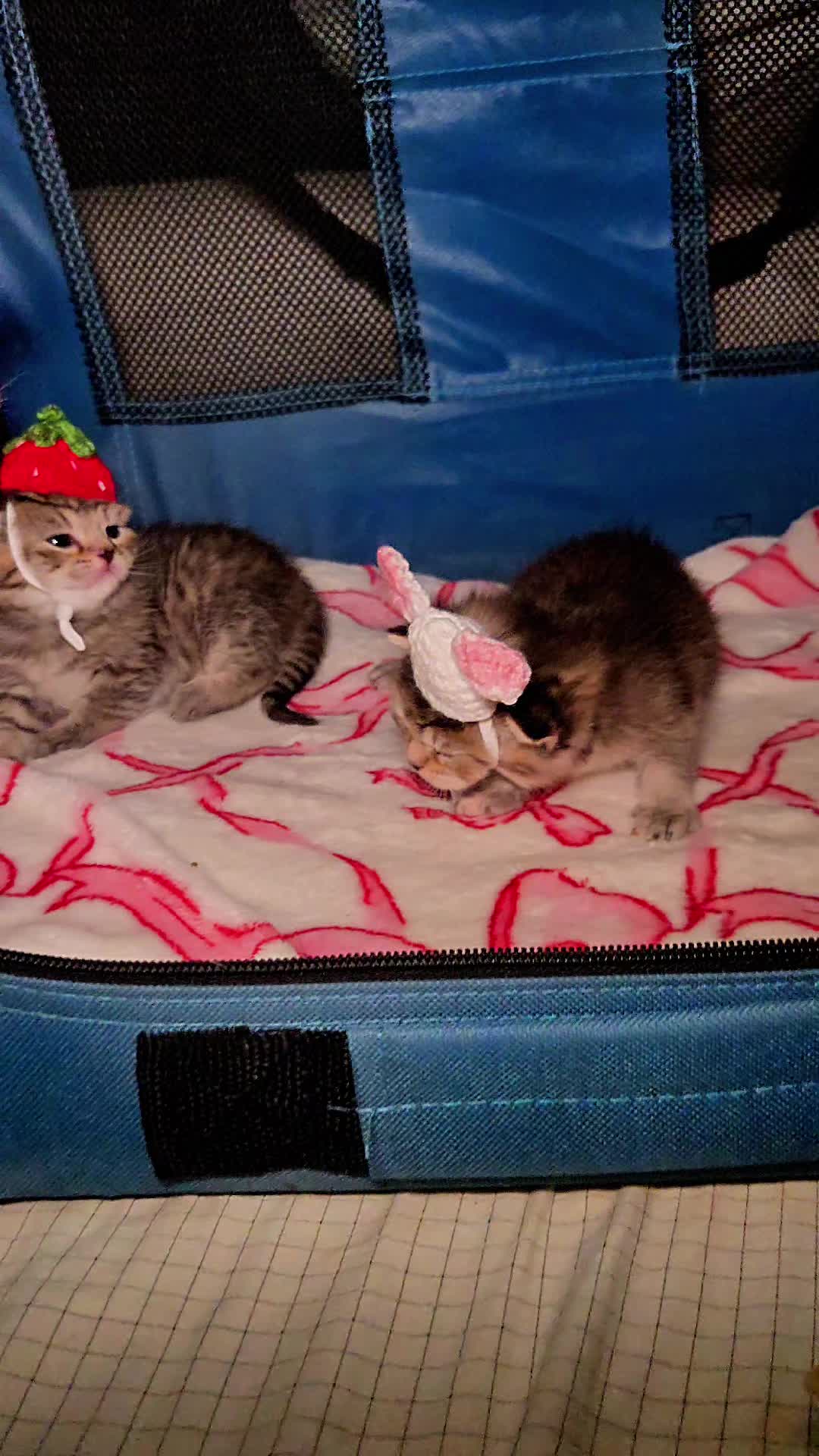 @Brittany's Beauties Kittens