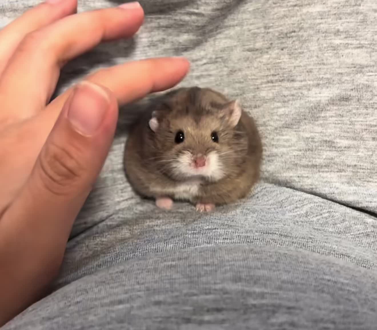 @chips.hamster