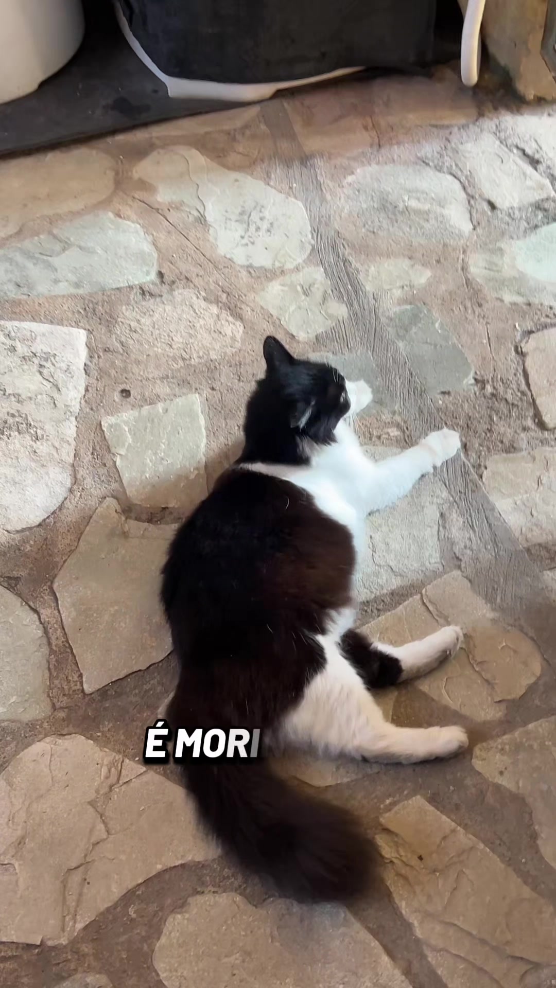 @Menino Jackson