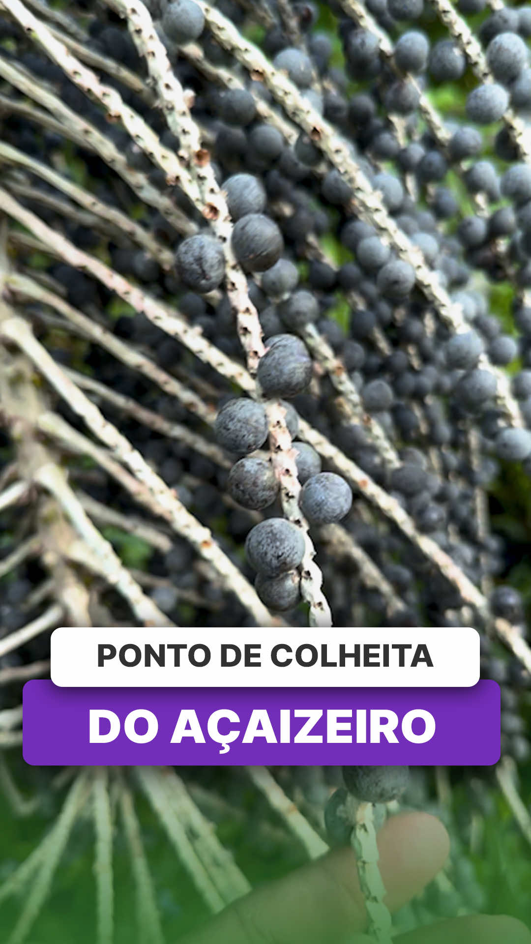 @ViveiroProMudas