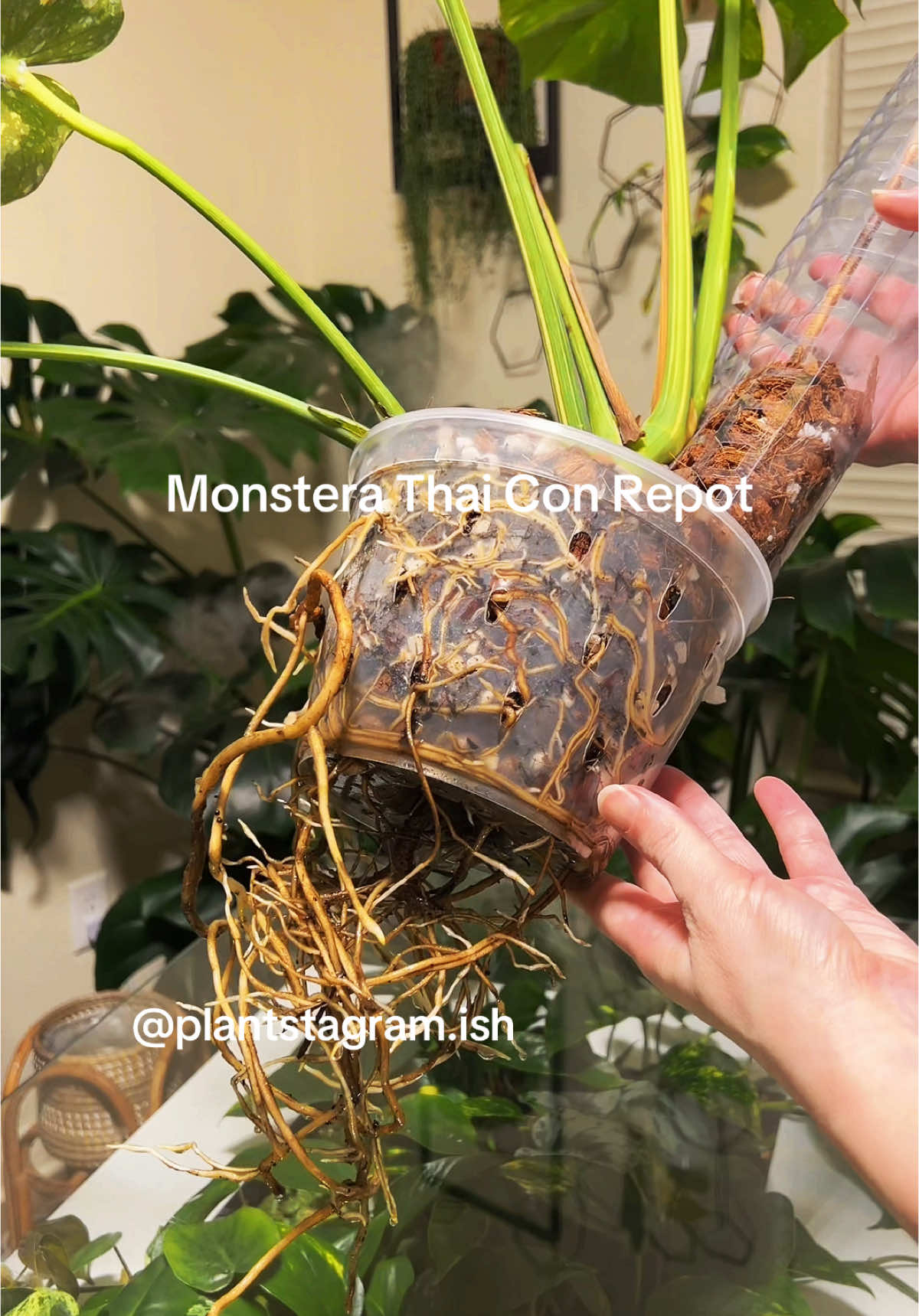 @Plantstagram.ish
