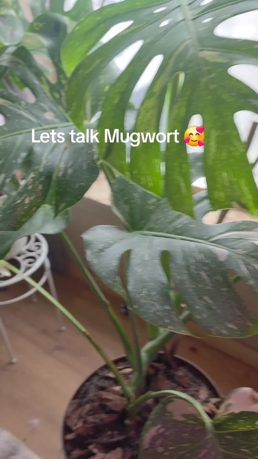 @DaughteroftheNorth