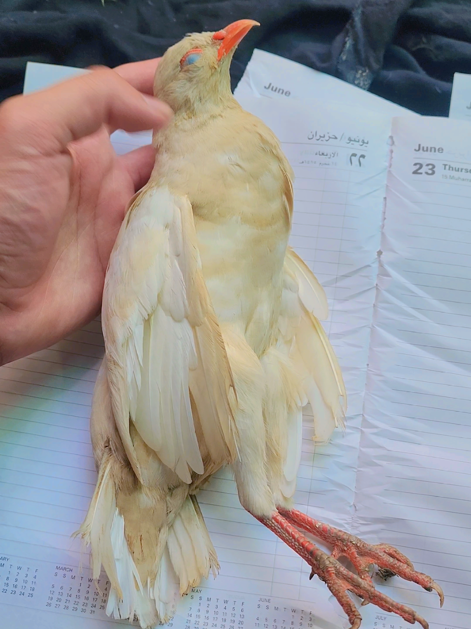 @Birds Lover