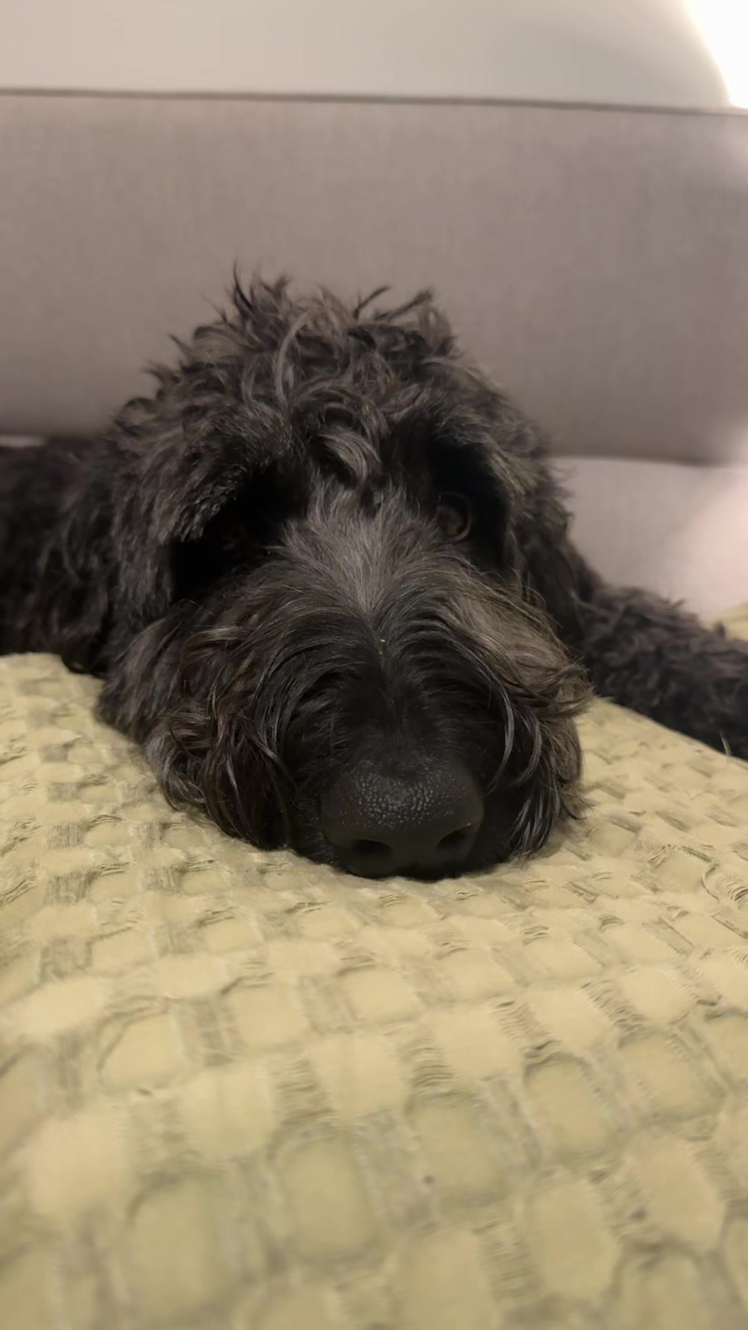 @MontyTheLabradoodle