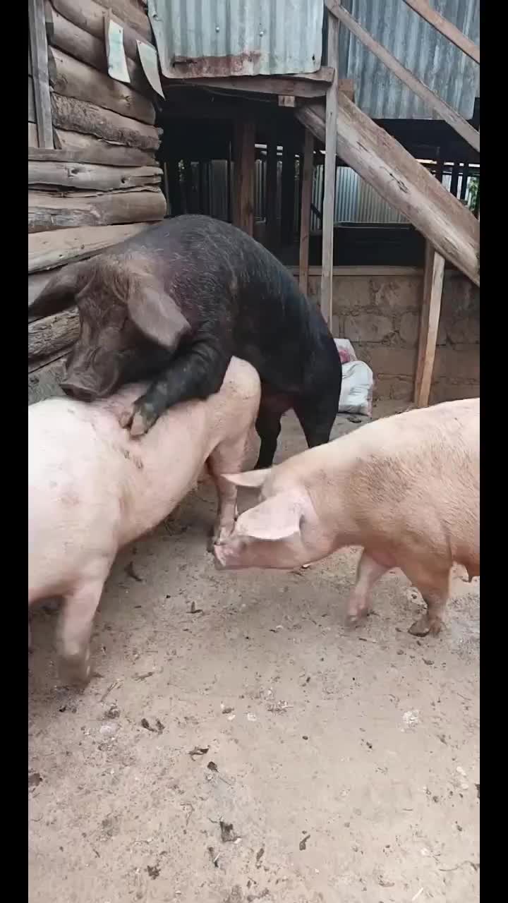 @Pigbreeder