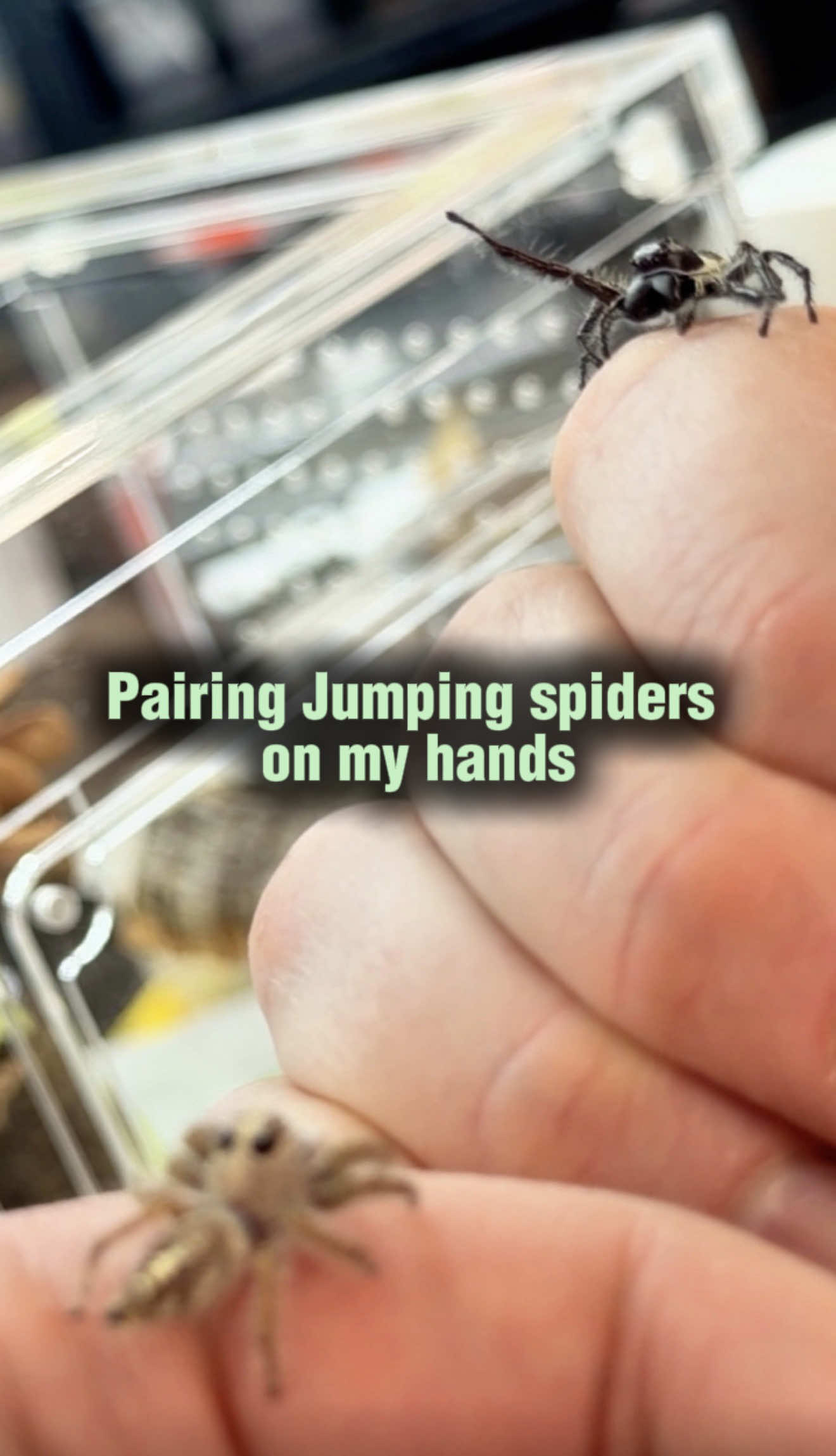 @Spider Conservatory