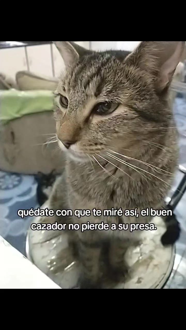 @petuchis
