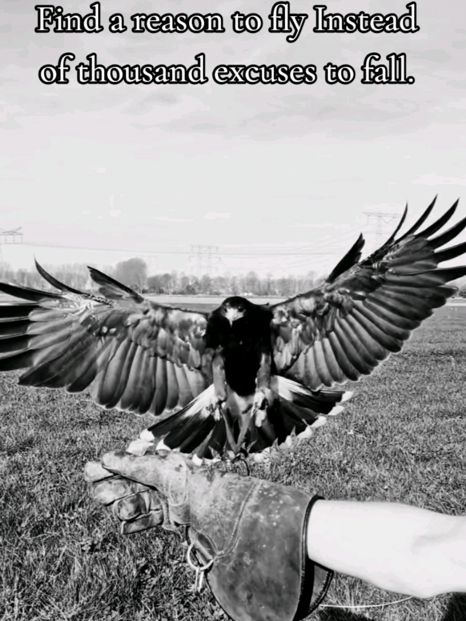 @Birddaddy🦜🦉🦅