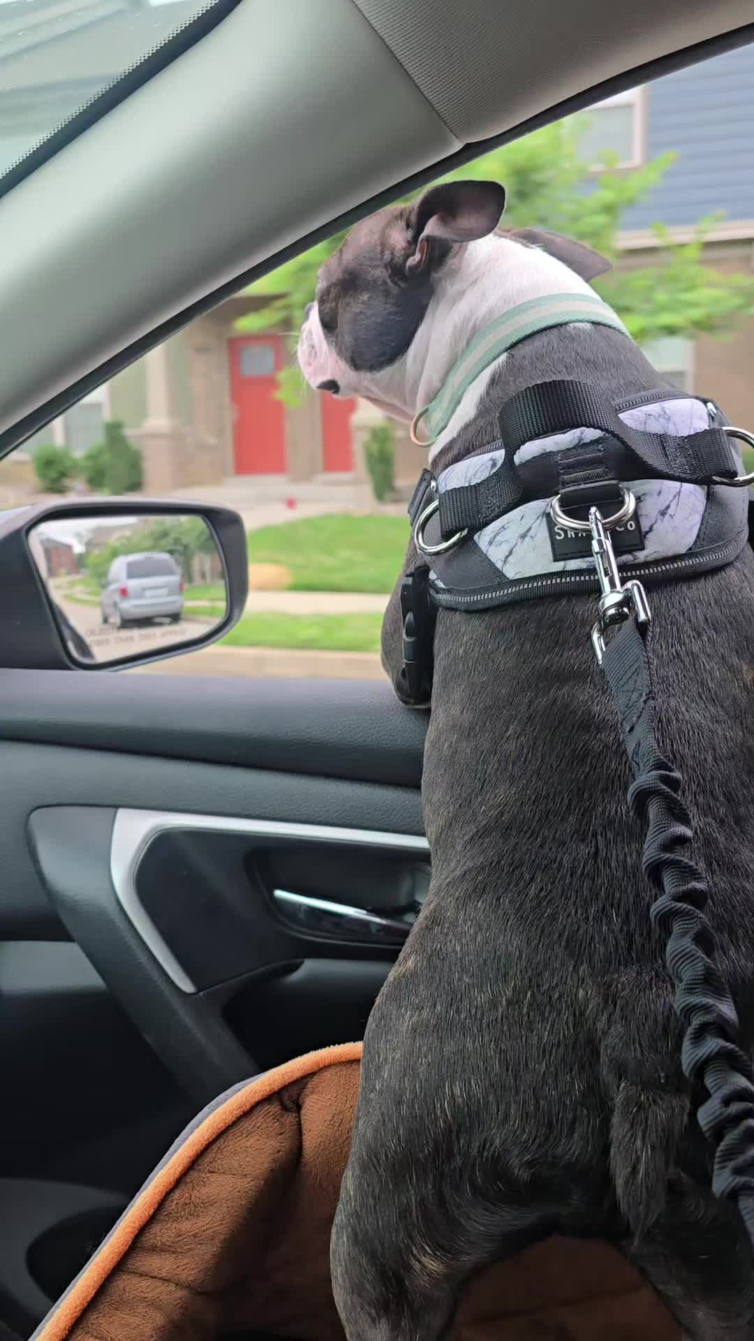 @Sir Leo the Terrier