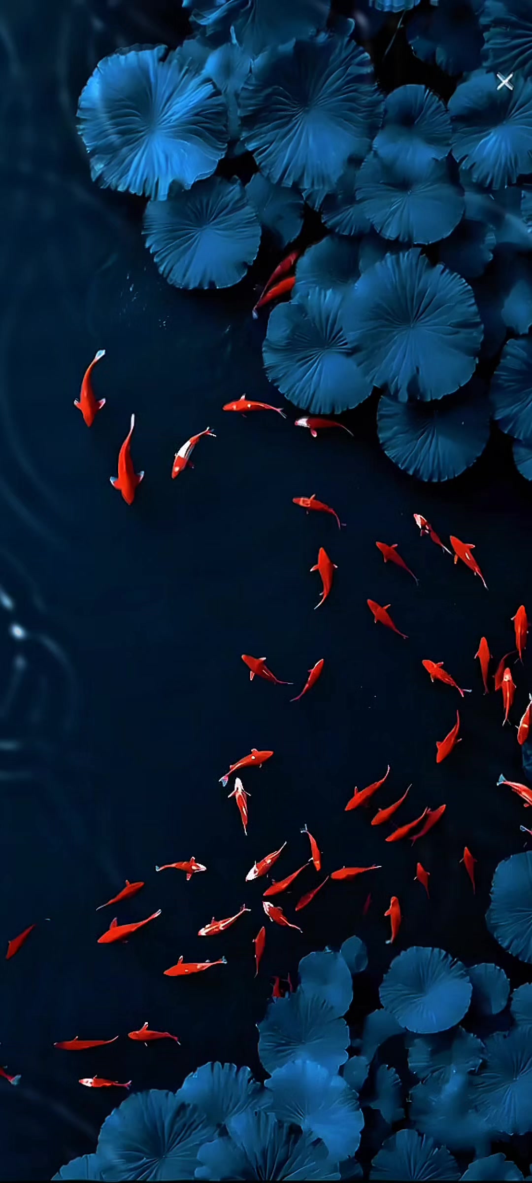 @Live wallpaper
