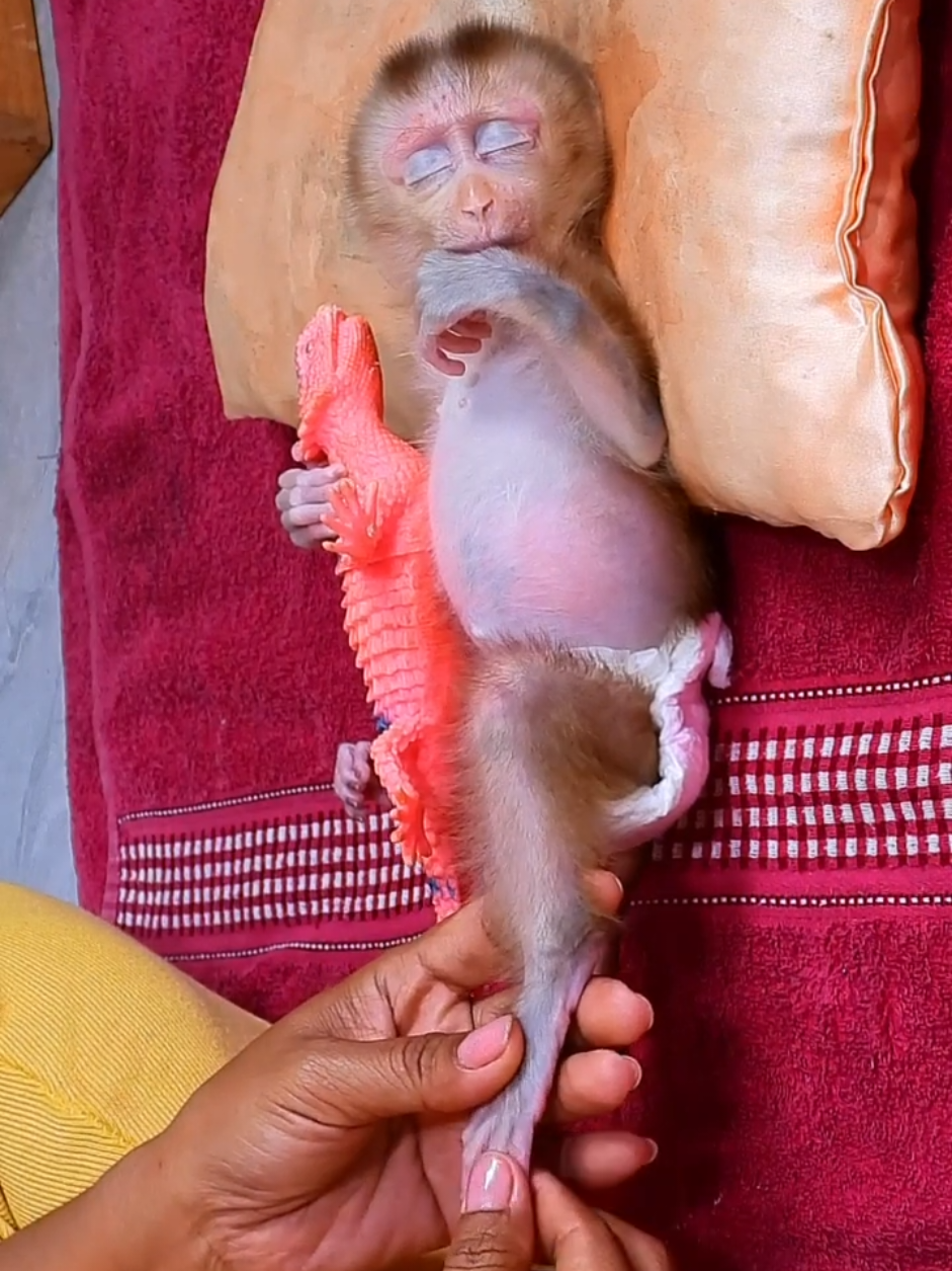 @Asian Macaques