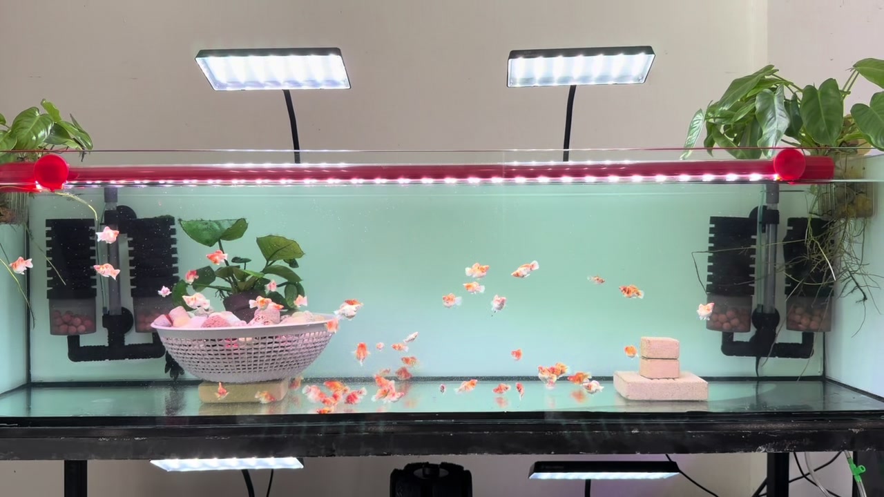 @tiny.fish.home1