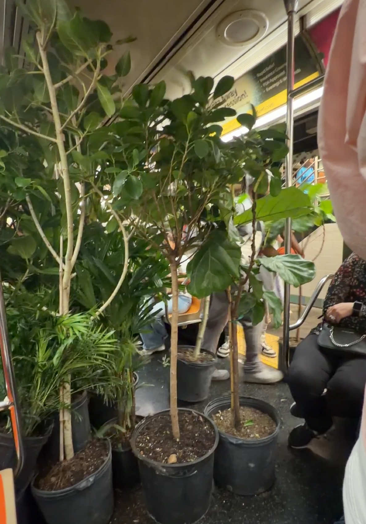 @SubwayCreatures