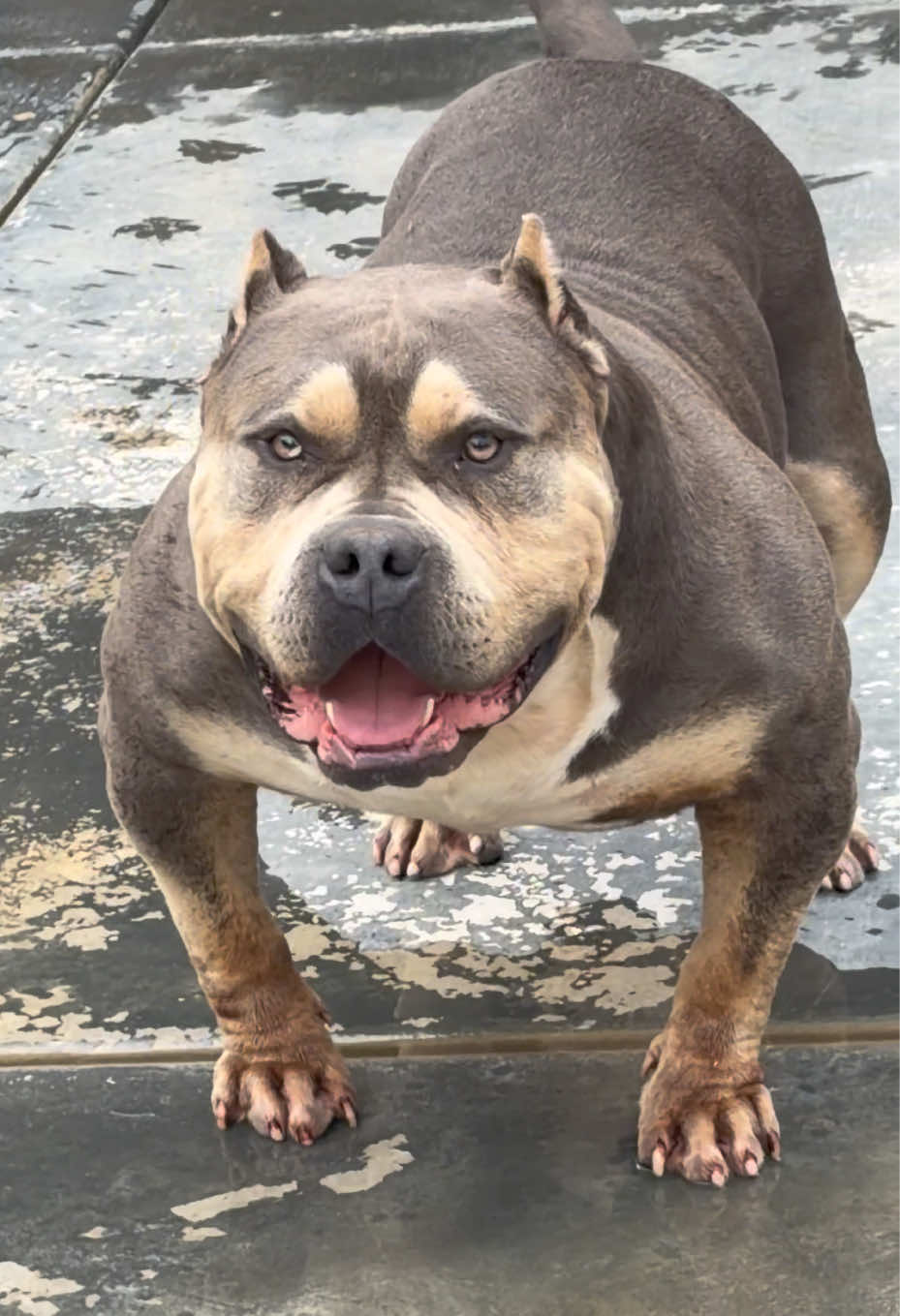 @@Dublinekennels