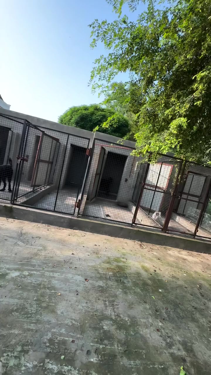 @Kashmiri_Bakrwal_Dog