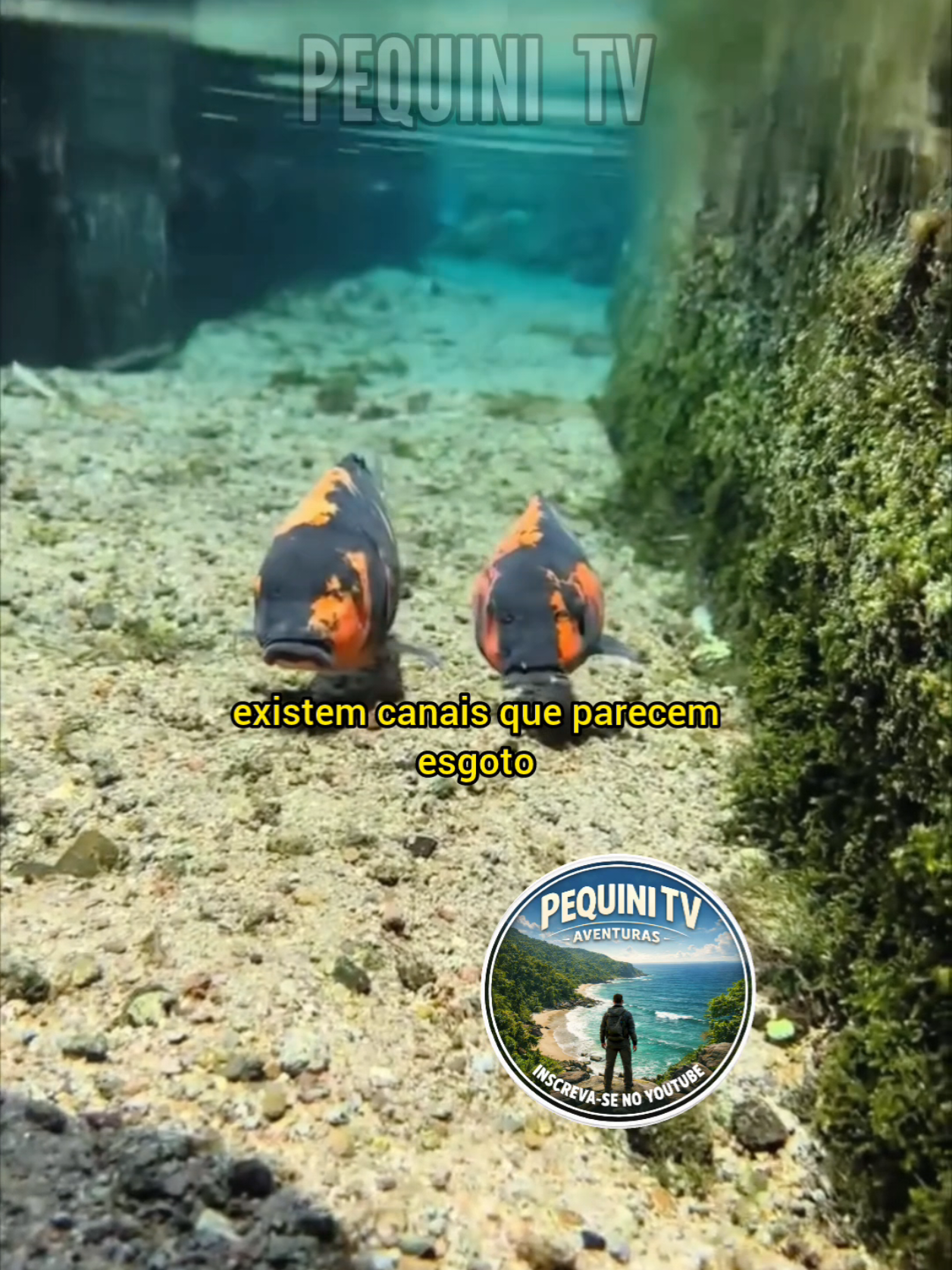 @PEQUINI TV
