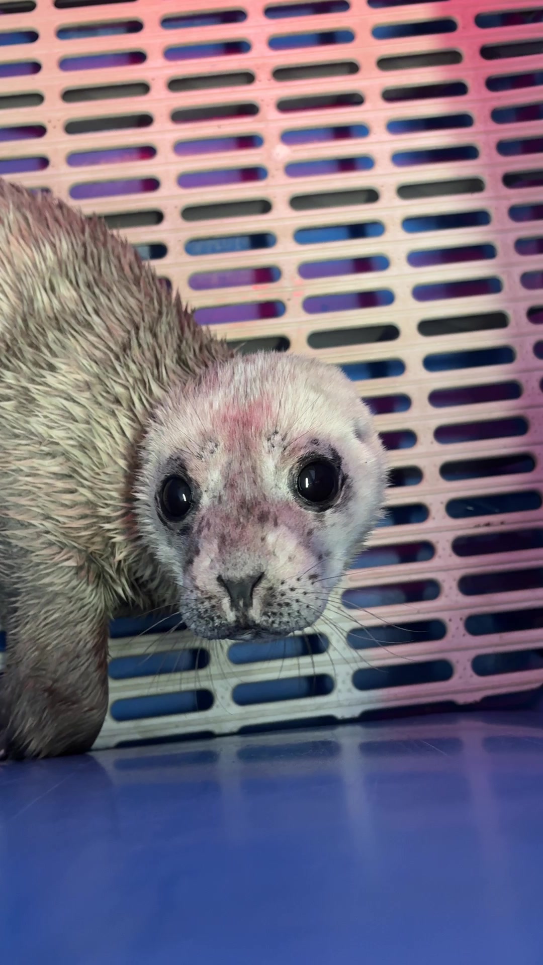 @Marine Mammal Rescue Society