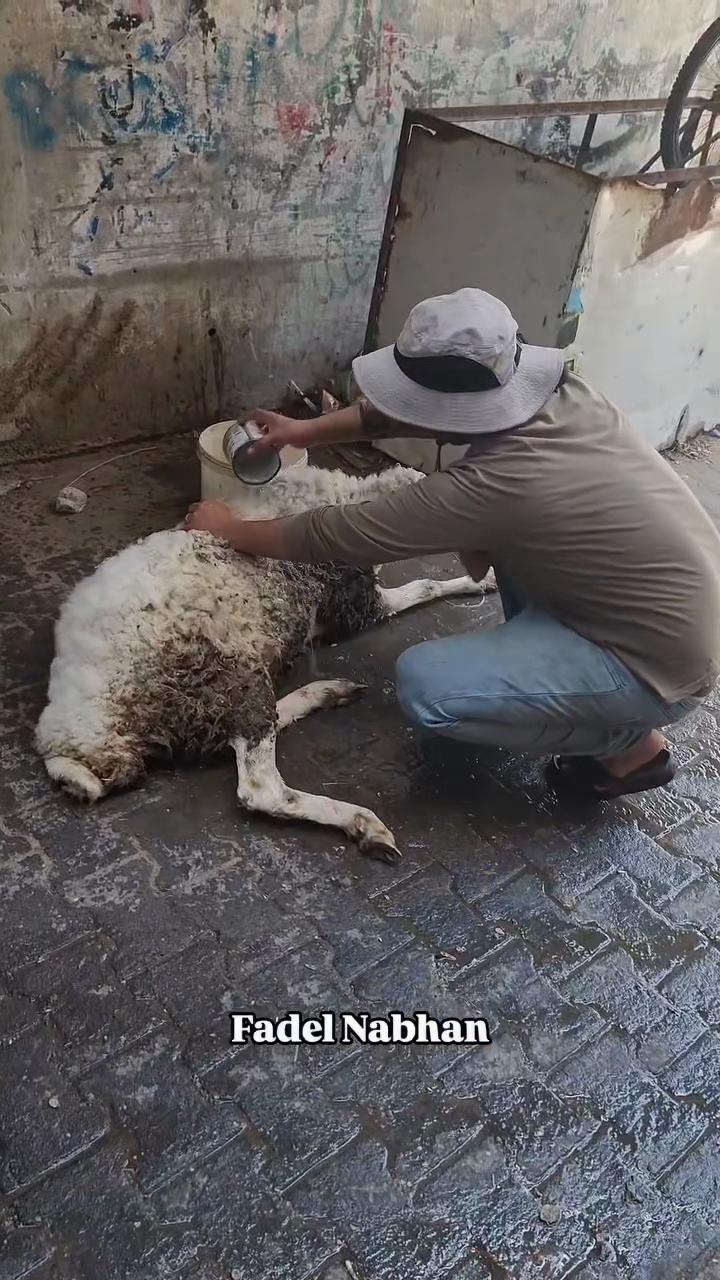 @Gaza Animal Rescue