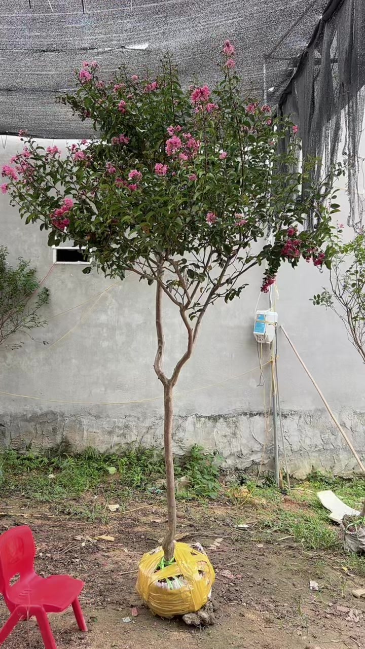 @Khổng La