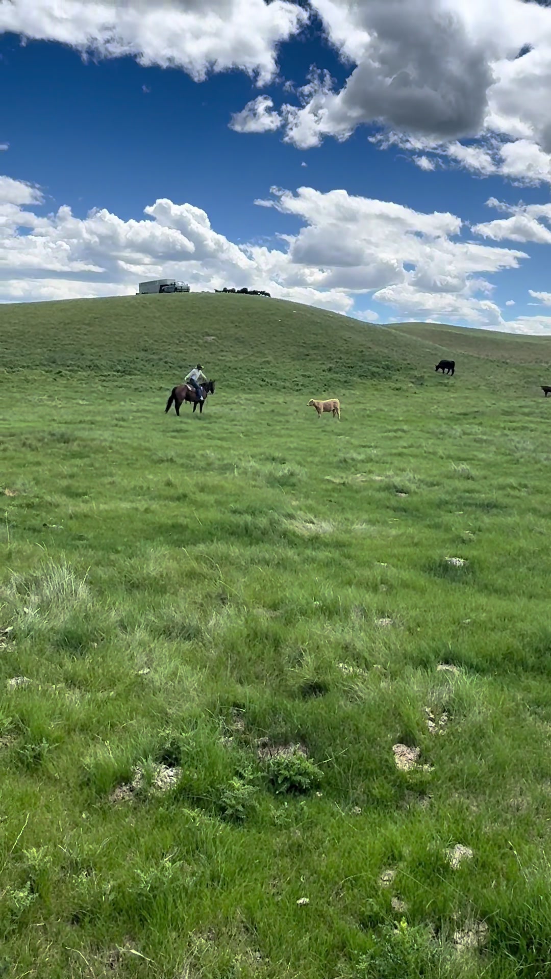 @Ducestockdogs&QuarterHorses