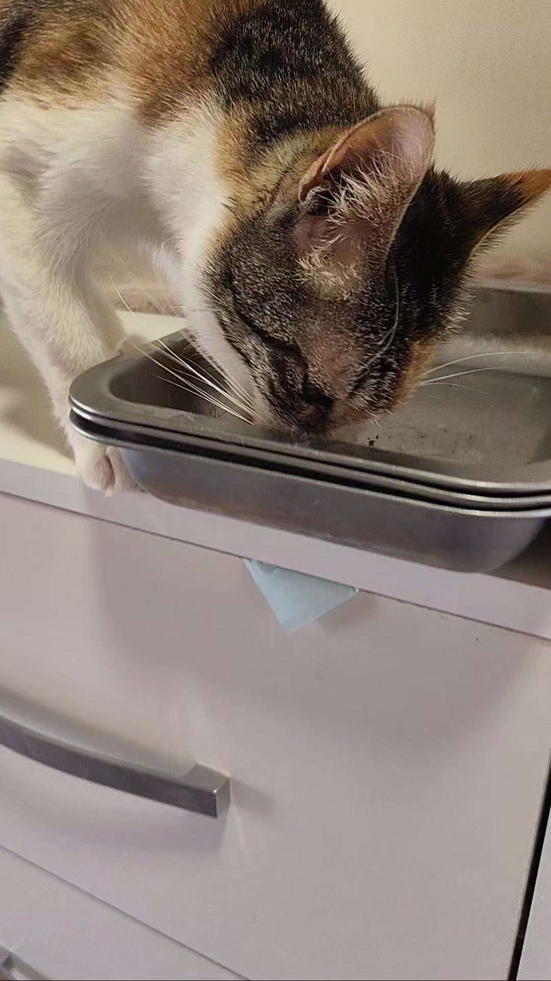 @CAToo Cat Rescue Armenia