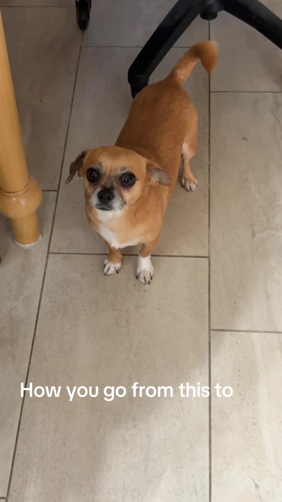 @ThePawfectDuo