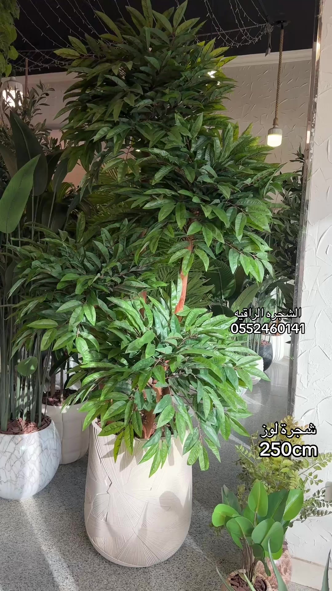 @الشجره الراقيه(زهور المملكه)🌴