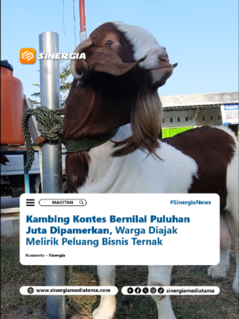 @SINERGIA MEDIATAMA
