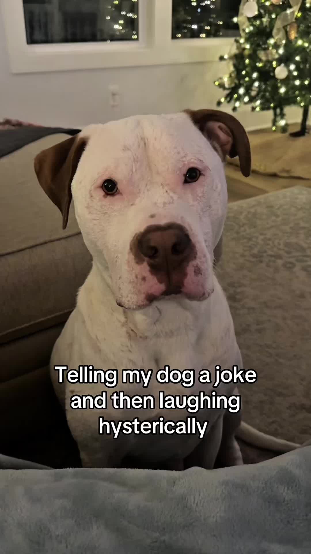 @funnyvideo3782