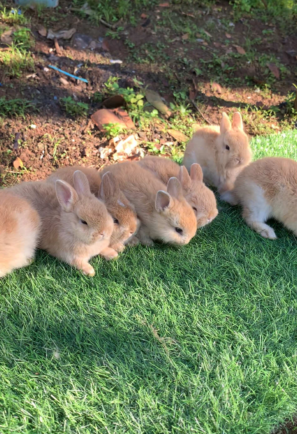 @chedyrabbit.jkt