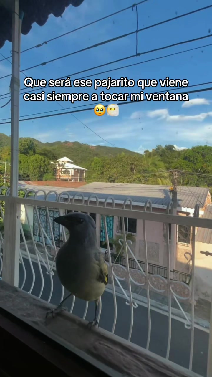 @Yakartta🦝