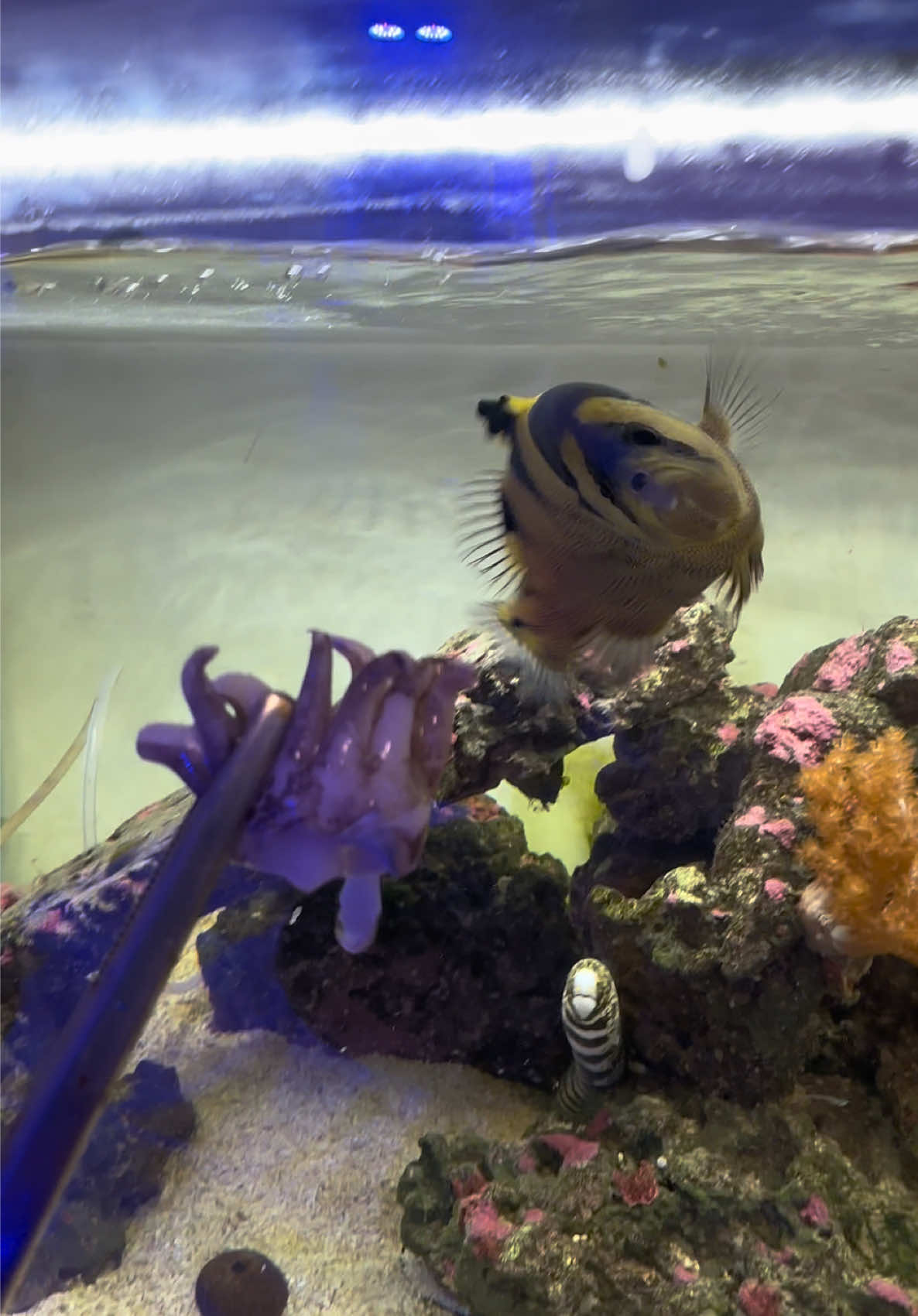 @ReefSync