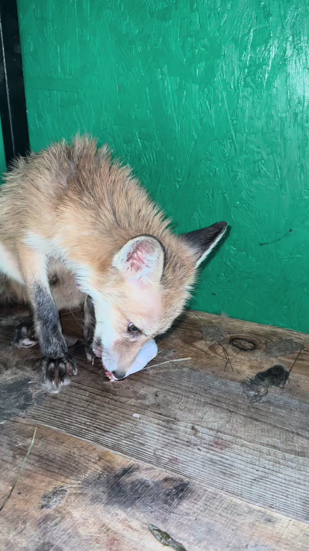 @Актор Модель Реклама