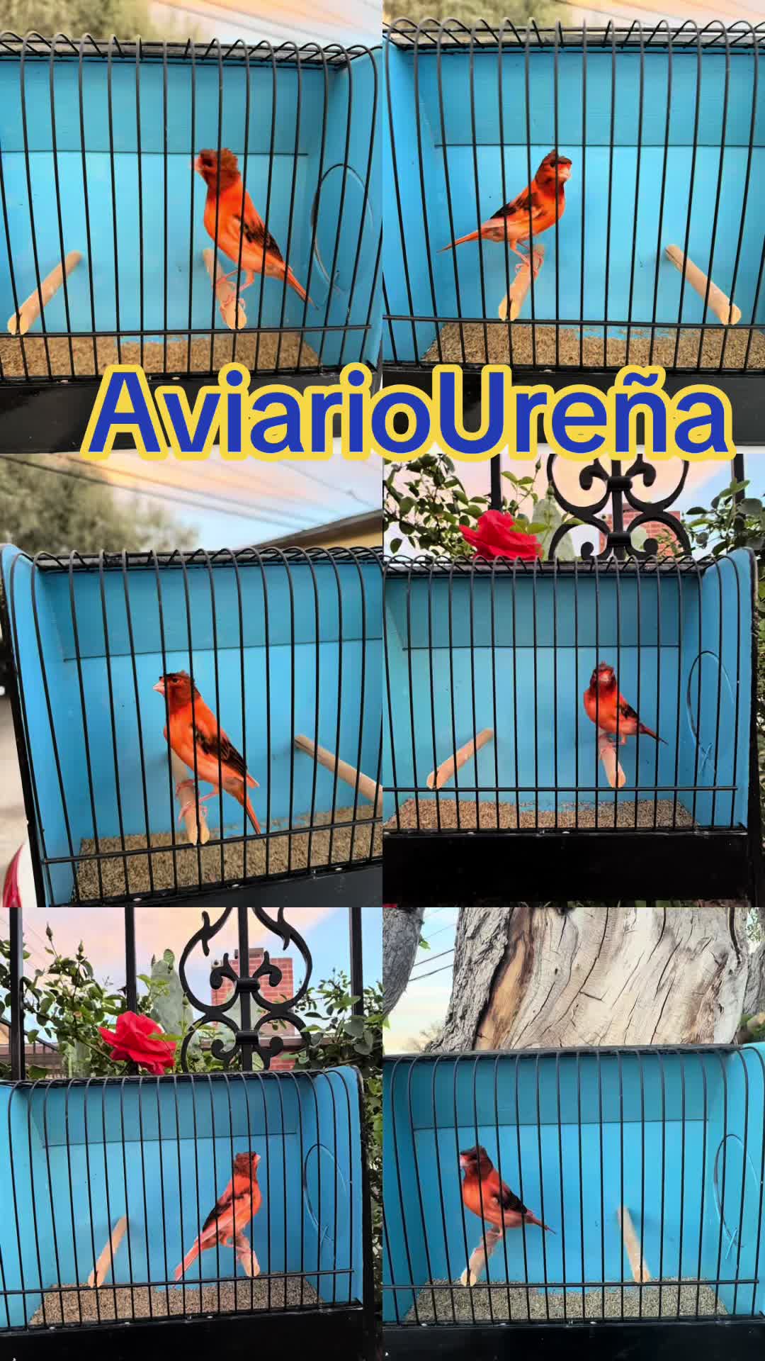 @AviarioUreña