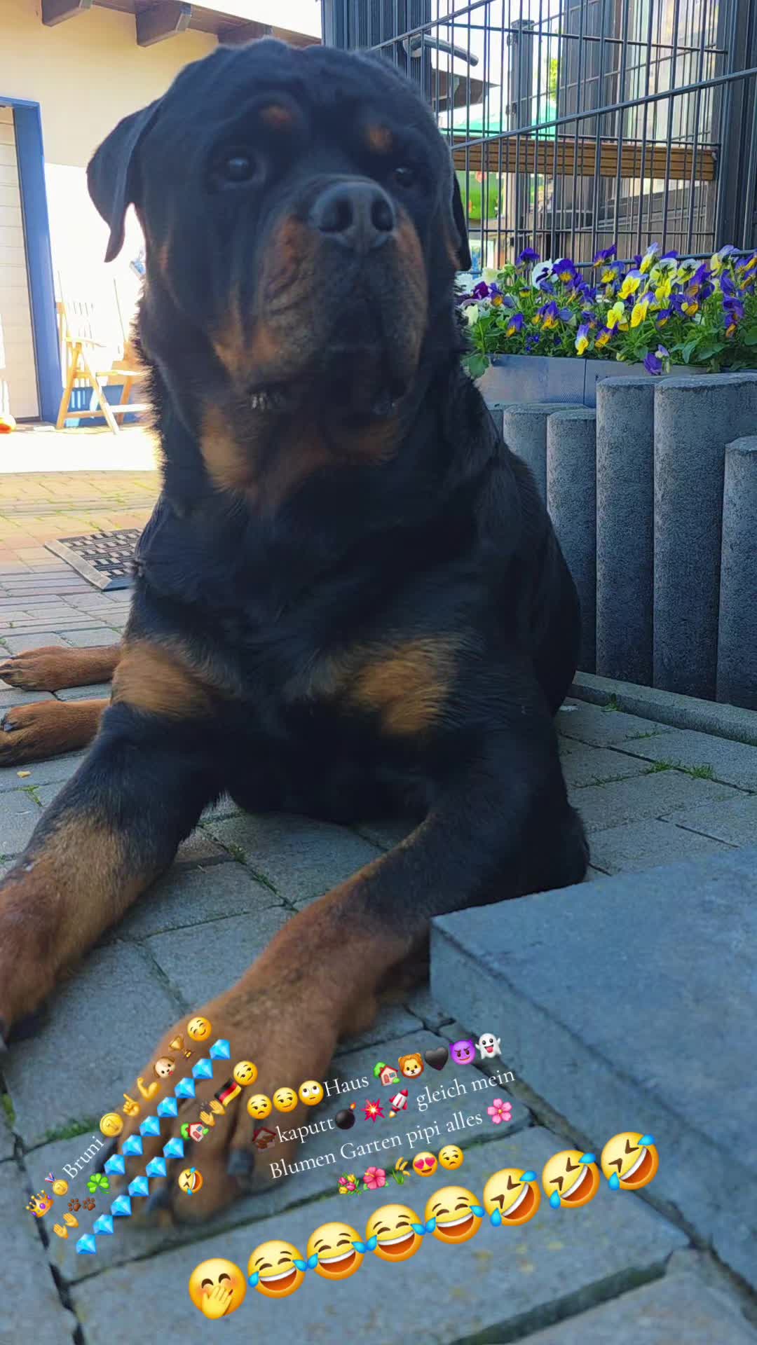 @Rottweiler Bruno