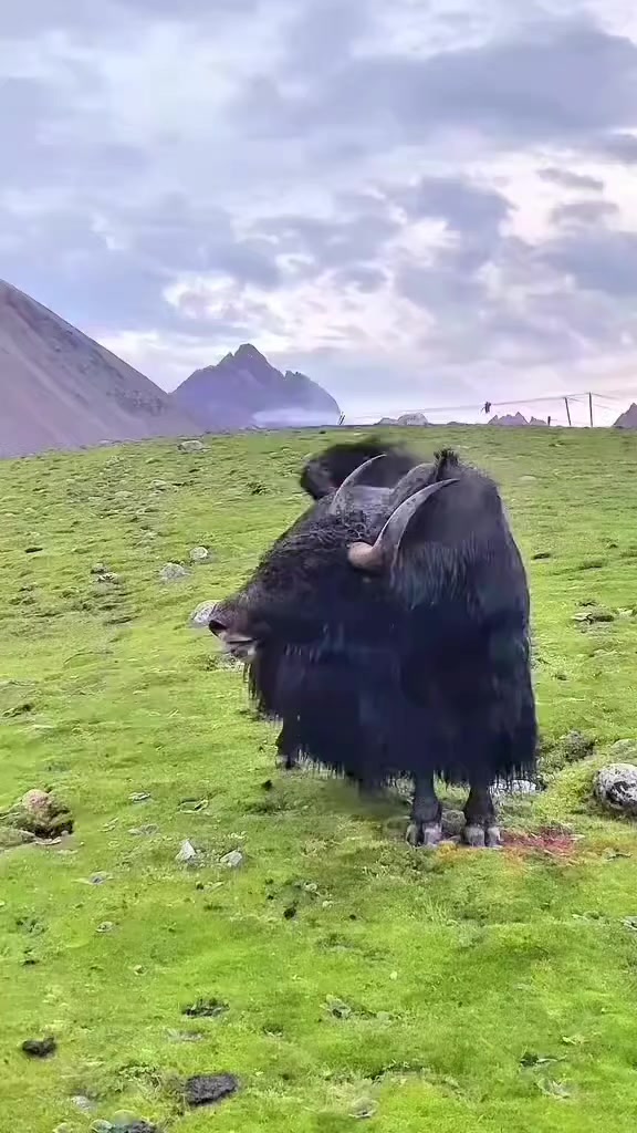 @+50940946546
