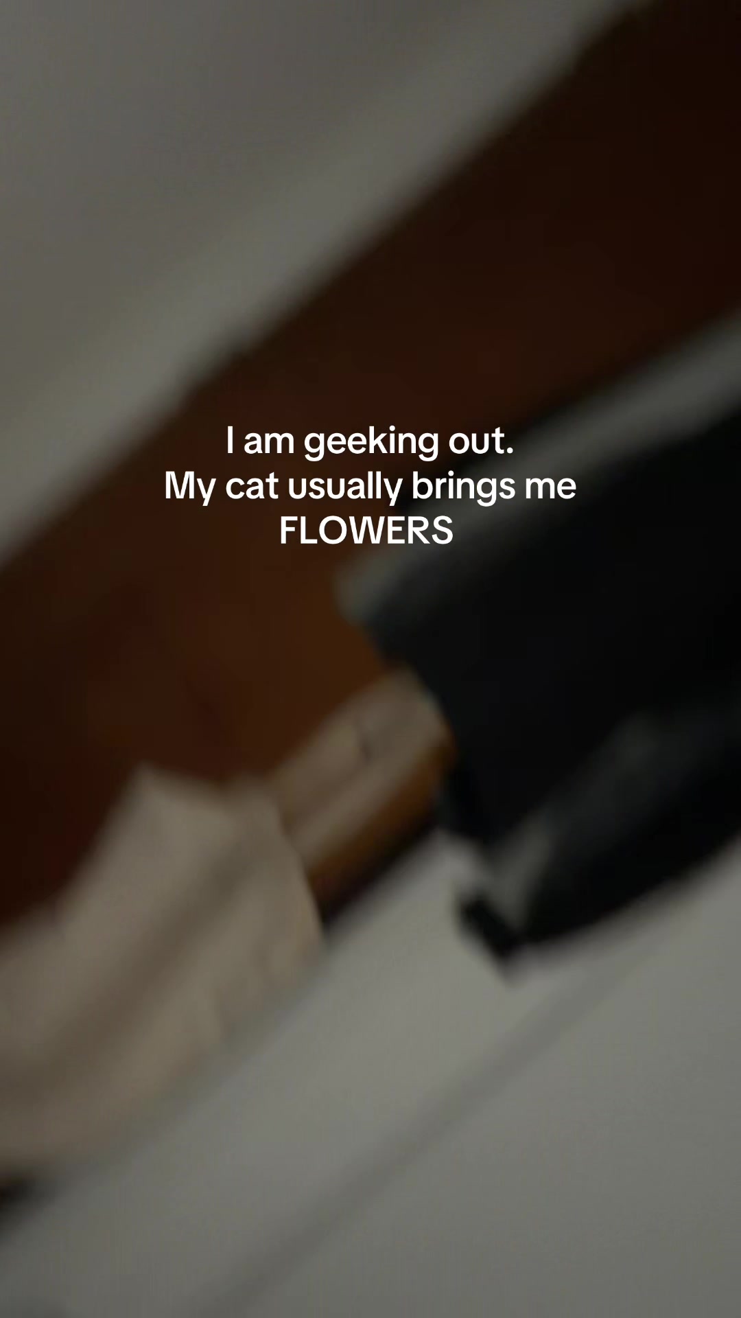 @Flowercat 🌸