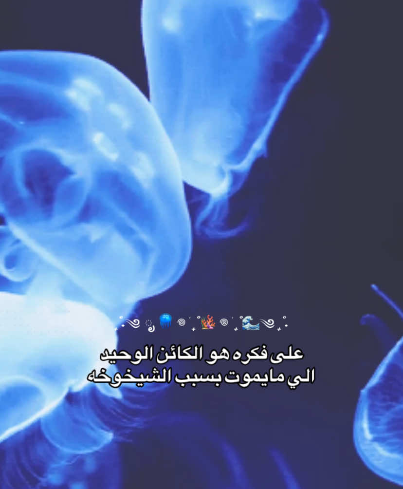 @Sh|شَ 🌊🪷࿐ ౨ৎ ⋆ 。˚