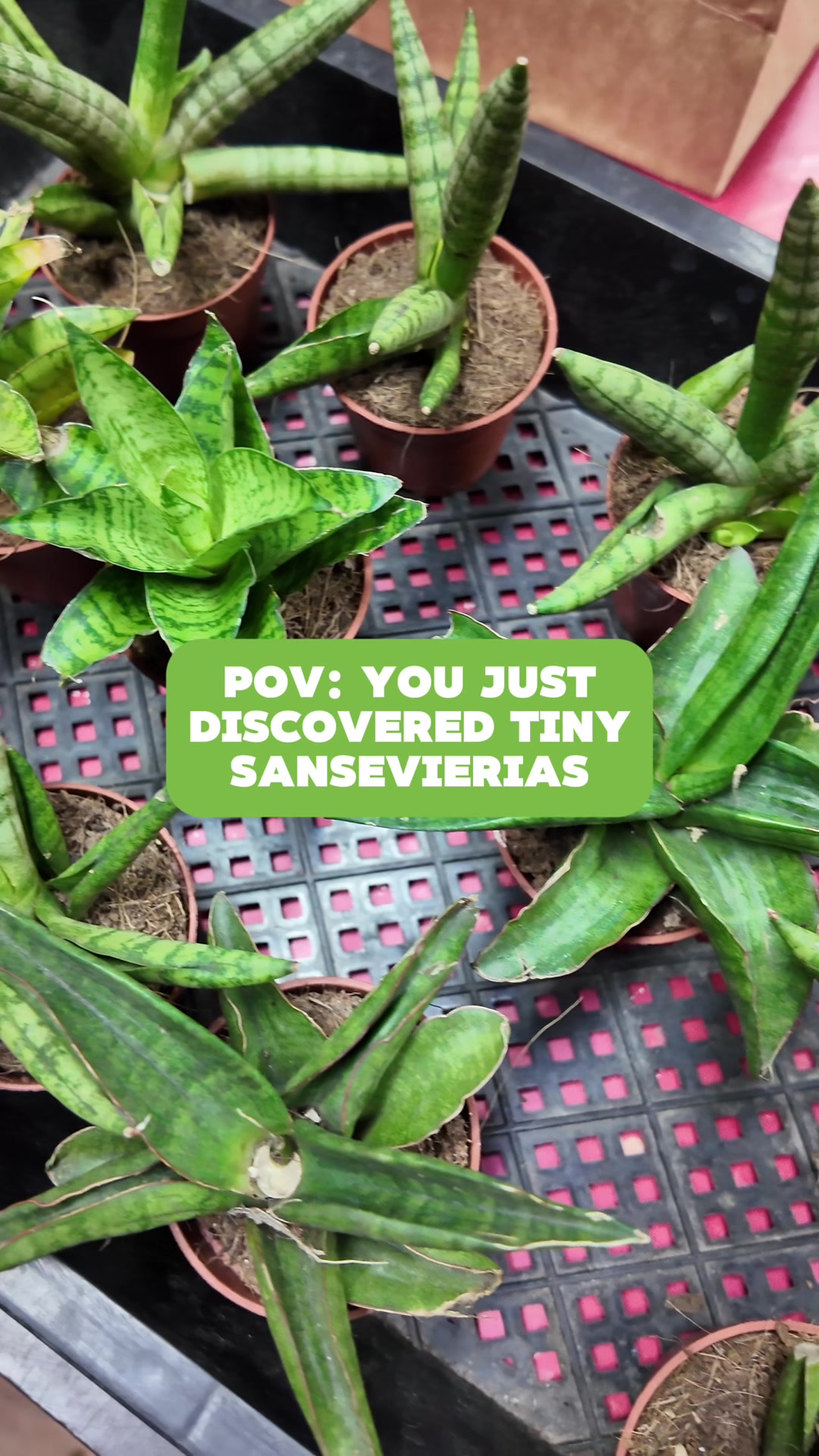 @PlantCulturePH