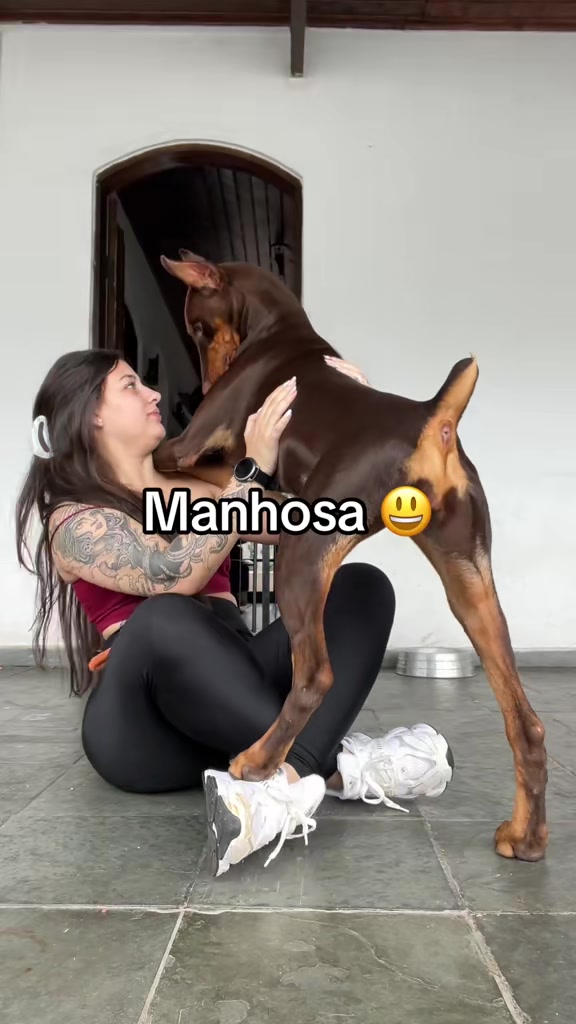 @Ravena e Venom, os Dobermans