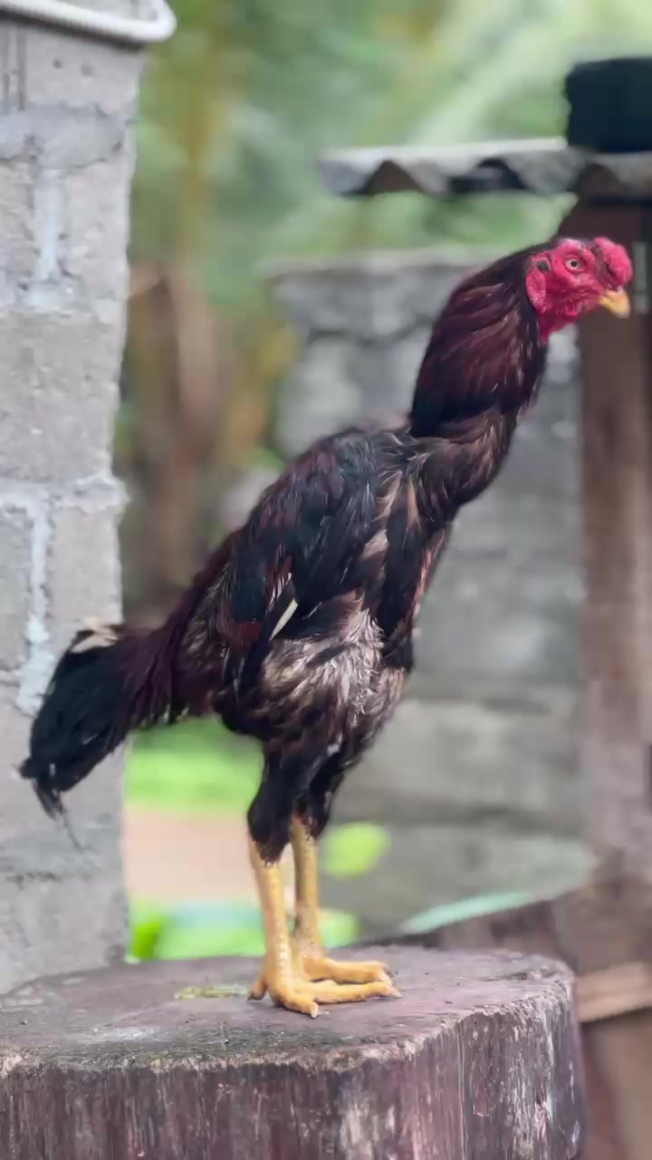 @𝑺𝑯𝑨𝑫𝑶𝑾 ,𝑺