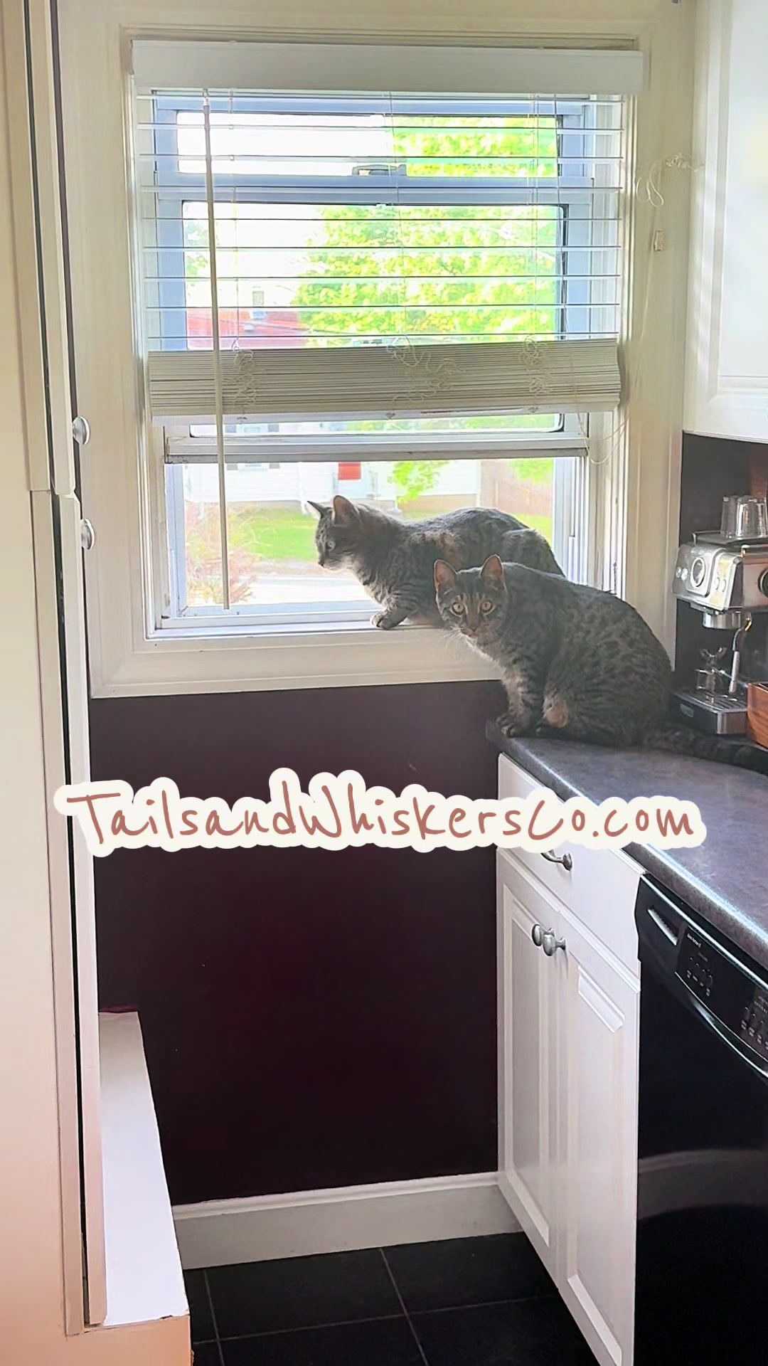 @TailsandWhiskersCo